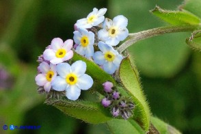 Myosotis soleirolii (Nontiscordardimé di Soleirol)