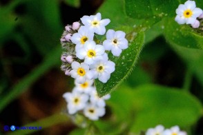 Myosotis soleirolii (Nontiscordardimé di Soleirol)