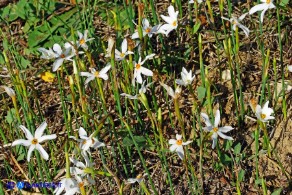 Narcissus obsoletus (Narciso autunnale)