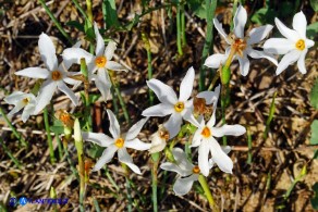 Narcissus obsoletus (Narciso autunnale)