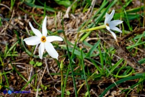 Narcissus obsoletus (Narciso autunnale)