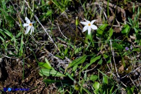 Narcissus obsoletus (Narciso autunnale)