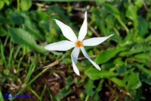 Narcissus obsoletus (Narciso autunnale)