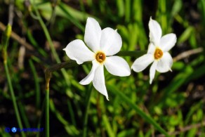 Narcissus obsoletus (Narciso autunnale)