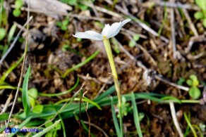 Narcissus obsoletus (Narciso autunnale)