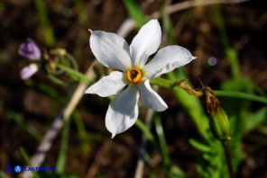 Narcissus obsoletus (Narciso autunnale)