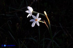 Narcissus obsoletus (Narciso autunnale)