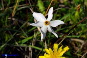 Narcissus obsoletus (Narciso autunnale)
