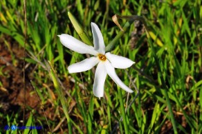 Narcissus obsoletus (Narciso autunnale)