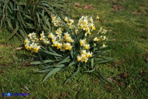 Narcissus tazetta subsp. tazetta (Narciso tazzetta)