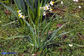 Narcissus tazetta subsp. tazetta (Narciso tazzetta)