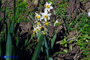 Narcissus tazetta subsp. tazetta (Narciso tazzetta)