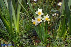 Narcissus tazetta subsp. tazetta (Narciso tazzetta)