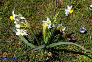 Narcissus tazetta subsp. tazetta (Narciso tazzetta)