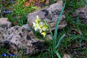 Narcissus tazetta subsp. tazetta (Narciso tazzetta)