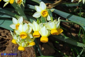 Narcissus tazetta subsp. tazetta (Narciso tazzetta)