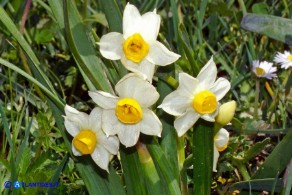 Narcissus tazetta subsp. tazetta (Narciso tazzetta)