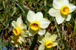 Narcissus tazetta subsp. tazetta (Narciso tazzetta)