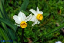 Narcissus tazetta subsp. tazetta (Narciso tazzetta)