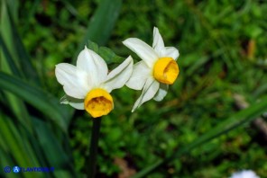 Narcissus tazetta subsp. tazetta (Narciso tazzetta)
