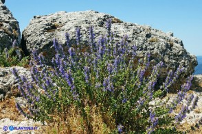 Nepeta foliosa (Gattaia di Sardegna)