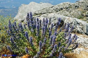 Nepeta foliosa (Gattaia di Sardegna)
