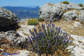 Nepeta foliosa (Gattaia di Sardegna)