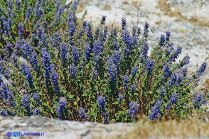 Nepeta foliosa (Gattaia di Sardegna)