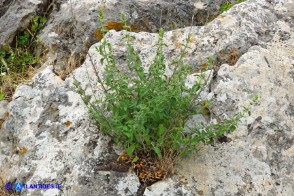 Nepeta foliosa (Gattaia di Sardegna)