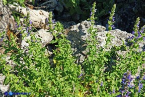 Nepeta foliosa (Gattaia di Sardegna)
