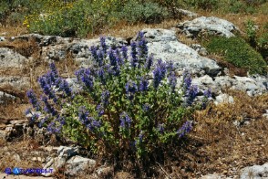 Nepeta foliosa (Gattaia di Sardegna)