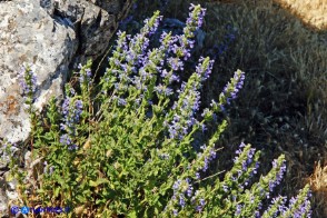 Nepeta foliosa (Gattaia di Sardegna)
