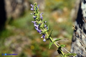 Nepeta foliosa (Gattaia di Sardegna)