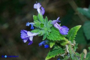 Nepeta foliosa (Gattaia di Sardegna)