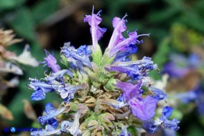 Nepeta foliosa (Gattaia di Sardegna)