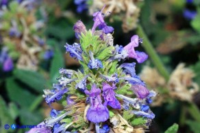 Nepeta foliosa (Gattaia di Sardegna)