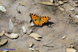 Nymphalis polychloros (Vanessa policroma)