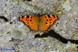 Nymphalis polychloros (Vanessa policroma)