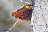 Nymphalis polychloros (Vanessa policroma)