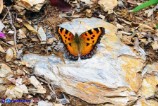 Nymphalis polychloros (Vanessa policroma)