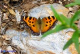 Nymphalis polychloros (Vanessa policroma)