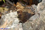 Nymphalis polychloros (Vanessa policroma)