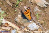 Nymphalis polychloros (Vanessa policroma)