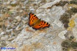 Nymphalis polychloros (Vanessa policroma)