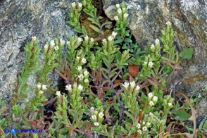 Odontites corsicus (Perlina sardo-corsa)