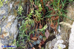 Odontites corsicus (Perlina sardo-corsa)