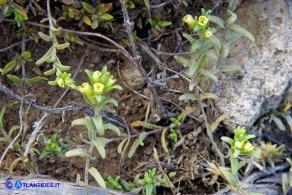 Odontites corsicus (Perlina sardo-corsa)