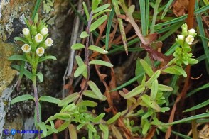Odontites corsicus (Perlina sardo-corsa)