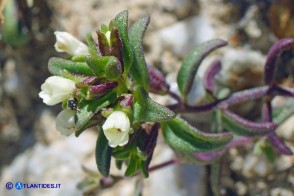 Odontites corsicus (Perlina sardo-corsa)