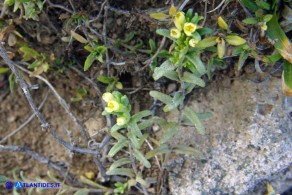 Odontites corsicus (Perlina sardo-corsa)